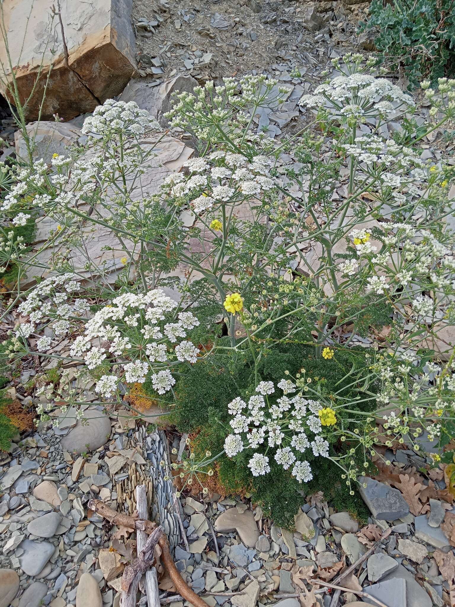 Imagem de Astrodaucus orientalis (L.) Drude