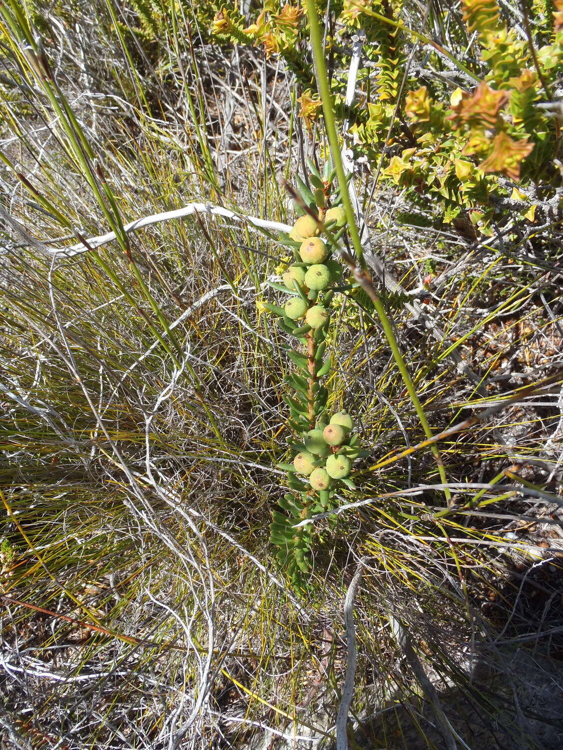 Image of Clutia polygonoides L.