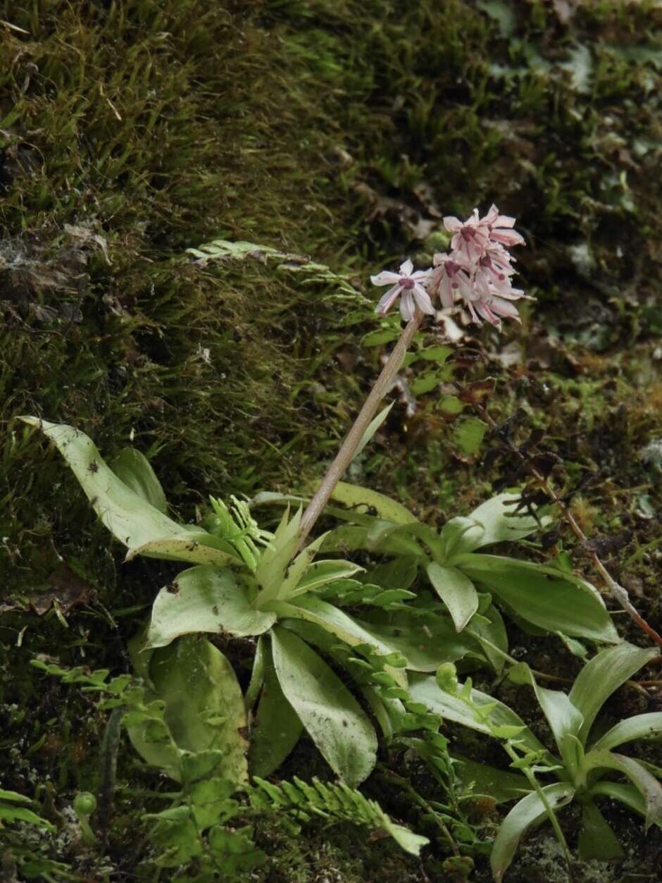 Image of Heloniopsis umbellata Baker