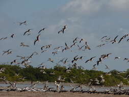 Image de Rynchops niger niger Linnaeus 1758