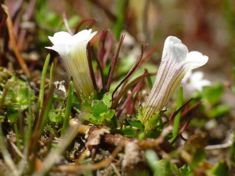 Image of Gratiola concinna Colenso