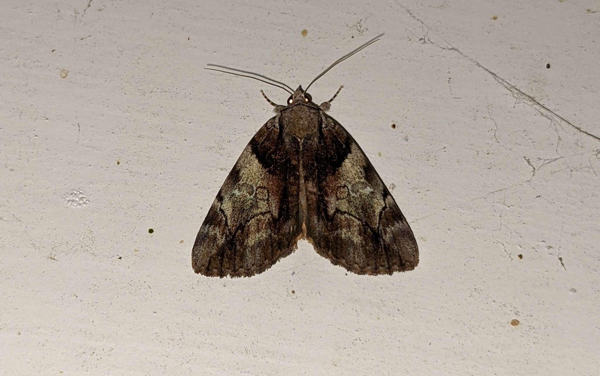 Image of Hawthorn Underwing