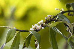 Trichoglottis rosea (Lindl.) Ames resmi