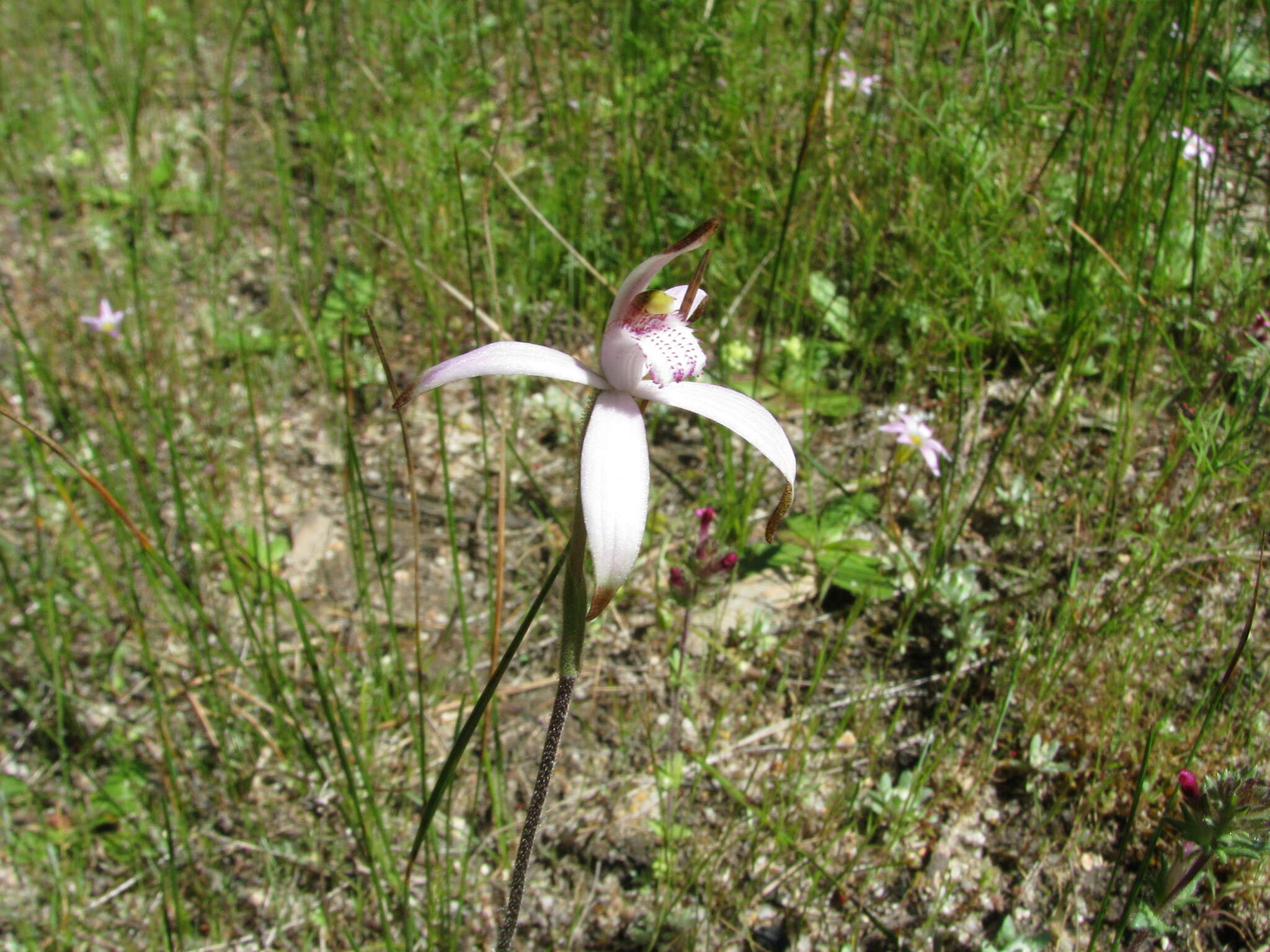 Image of Sugar candy orchid