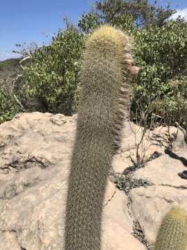 Micranthocereus purpureus (Gürke) F. Ritter的圖片