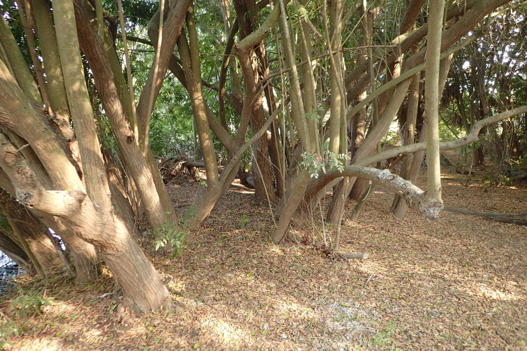 Image of <i>Schinus <i>terebinthifolia</i></i> var. terebinthifolia