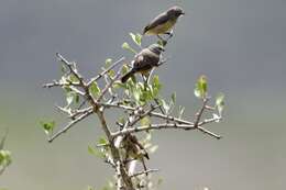 Image of Cape Penduline Tit