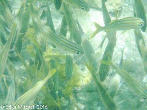 Image of Smallmouth Grunt