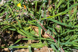 Image of Santa Cruz Island suncup