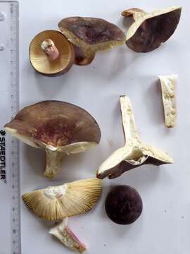 Image of Russula aucklandica McNabb 1973