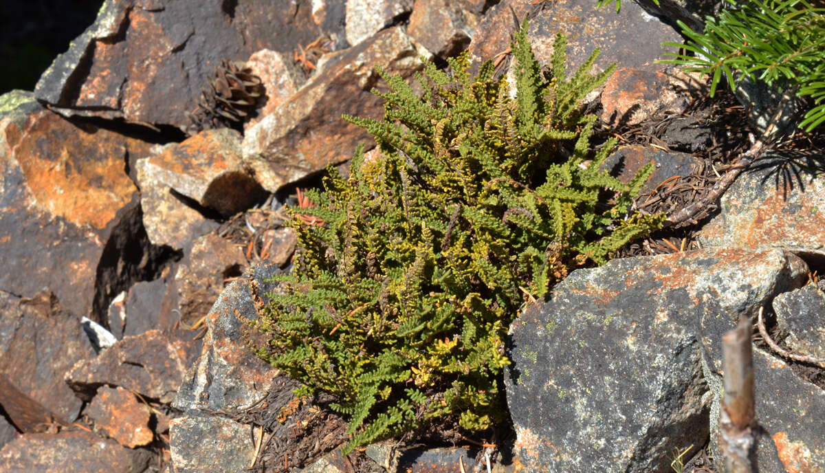 Image of lace lipfern