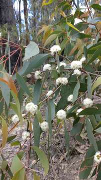 Image of broadleaf peppermint gum