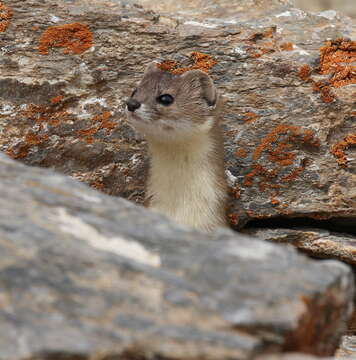 Image of Mountain Weasel