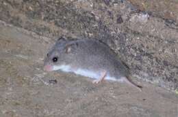 Image of Pouched Mice