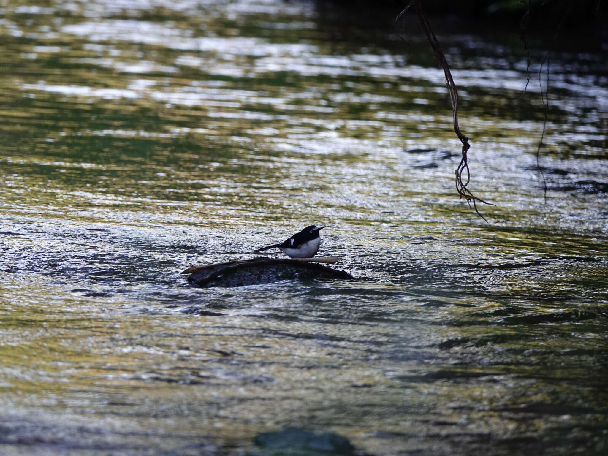 Image of Black-backed Forktail