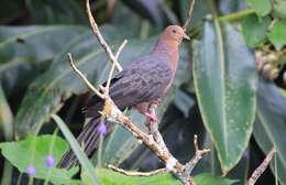 صورة Macropygia tenuirostris Bonaparte 1854