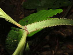 Image of Philodendron mamei André