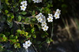 Imagem de Myosotis lyallii subsp. elderi (L. B. Moore) Meudt & Prebble