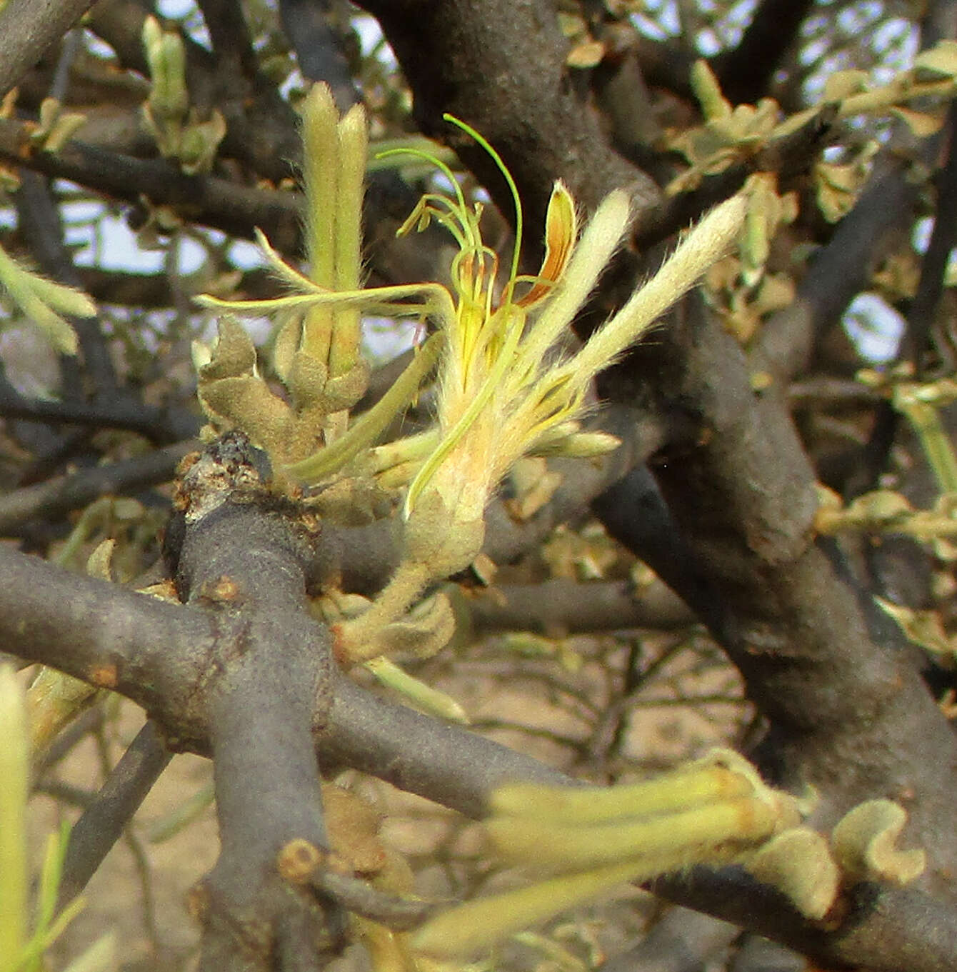 Imagem de Erianthemum ngamicum (Sprague) Danser