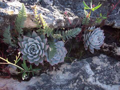 Image of Echeveria peacockii Croucher