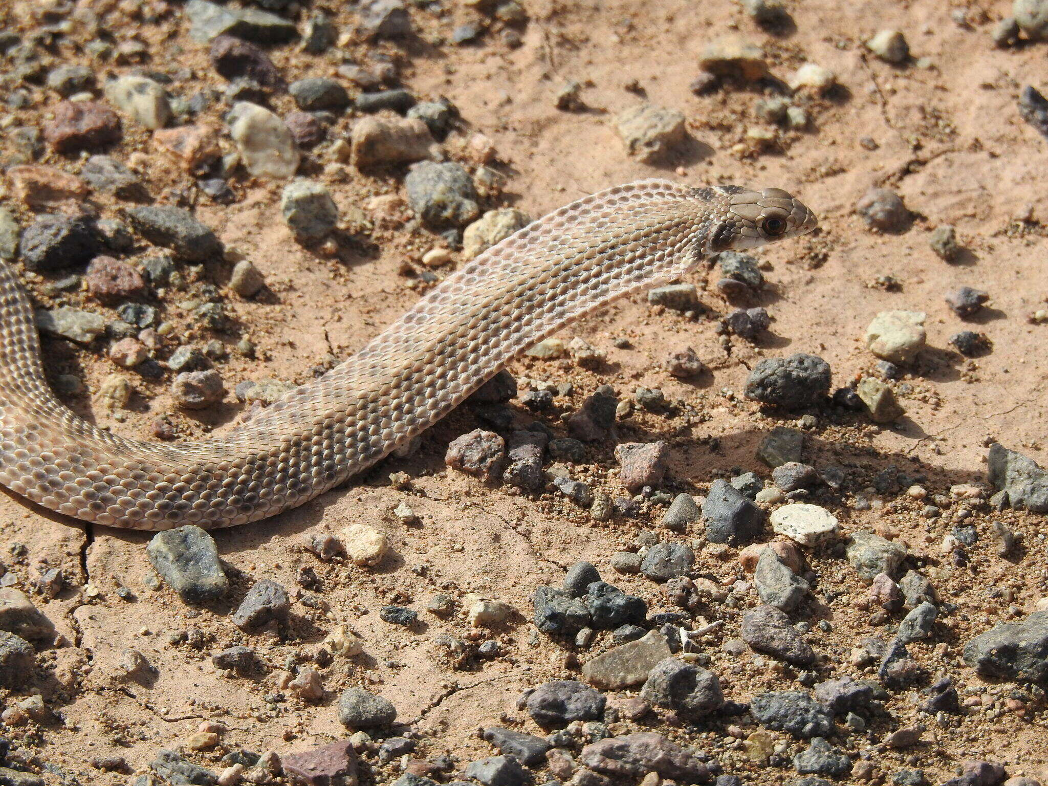 Слика од Rhagerhis moilensis (Reuss 1834)