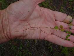 Image of Gonocarpus micranthus subsp. micranthus