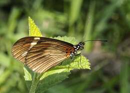 Image of Acraea lycoa Godart 1819