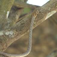 Image of Brown Whip Snake