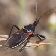 Plancia ëd Apiomerus californicus Berniker & Szerlip ex Berniker et al. 2011