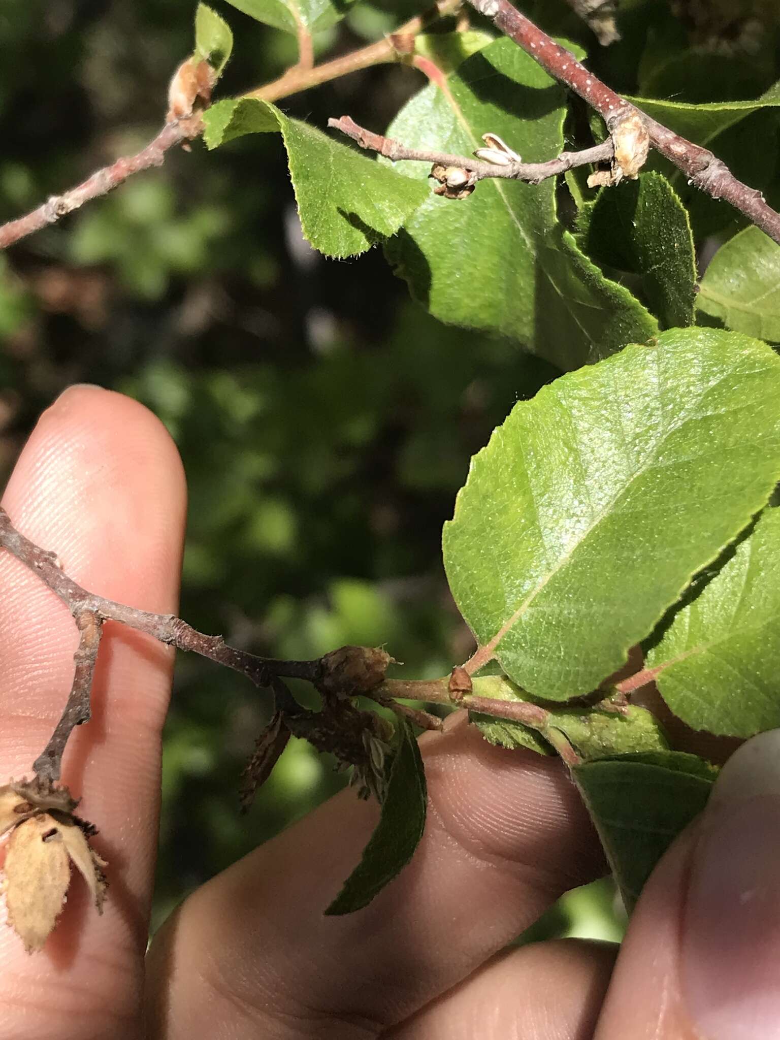 Imagem de Nothofagus macrocarpa (A. DC.) F. M. Vázquez & R. A. Rodr.