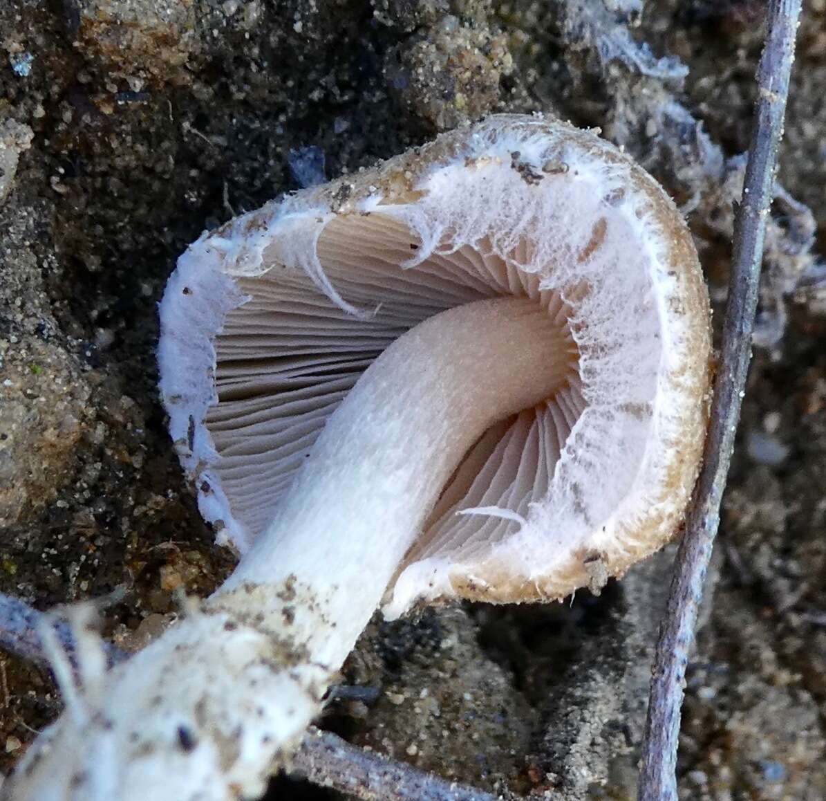 Image of Candolleomyces candolleanus (Fr.) D. Wächt. & A. Melzer