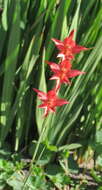 Imagem de Gladiolus quadrangularis (Burm. fil.) Aiton