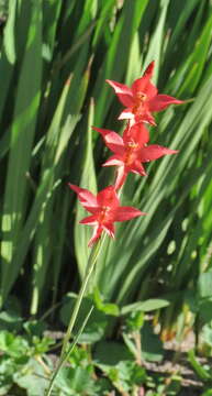 Image of Gladiolus quadrangularis (Burm. fil.) Aiton