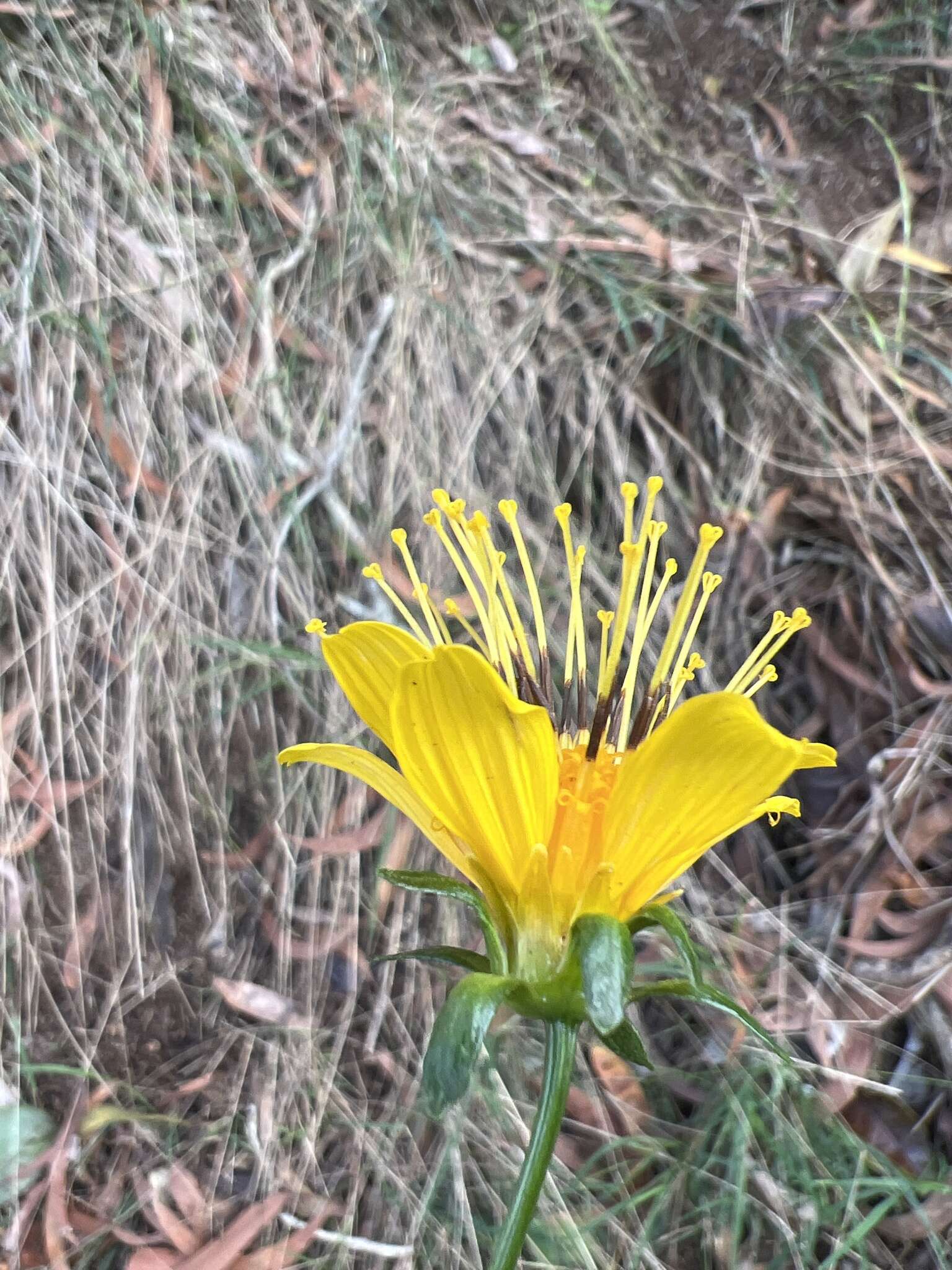 صورة Bidens cosmoides (A. Gray) Sherff