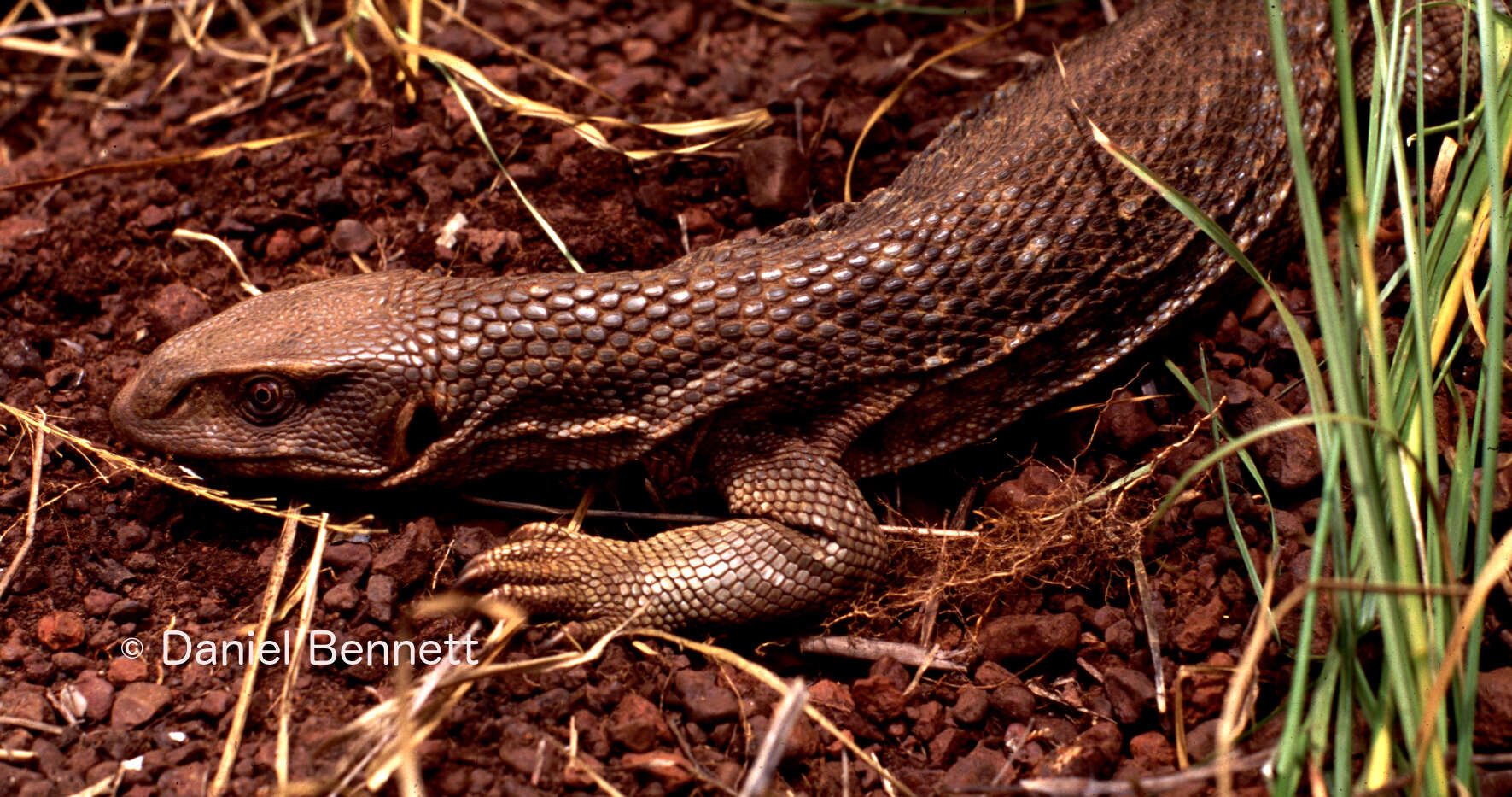 Image of Savannah Monitor