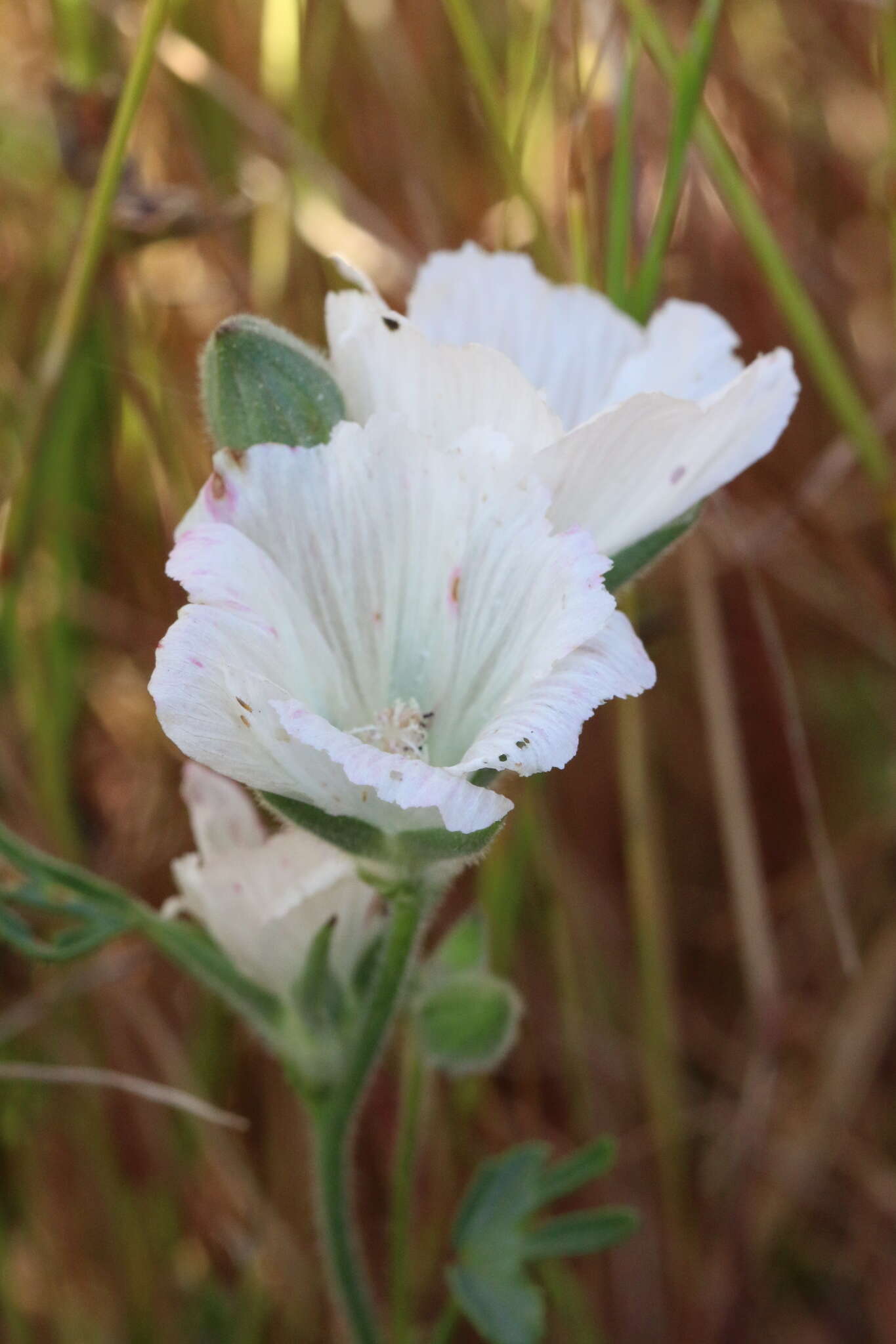 Слика од Sidalcea hirsuta A. Gray