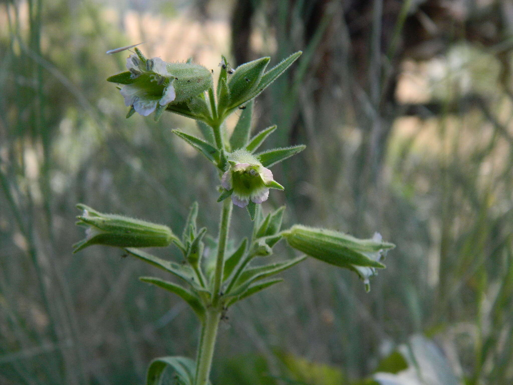 Image of Spalding's Catchfly