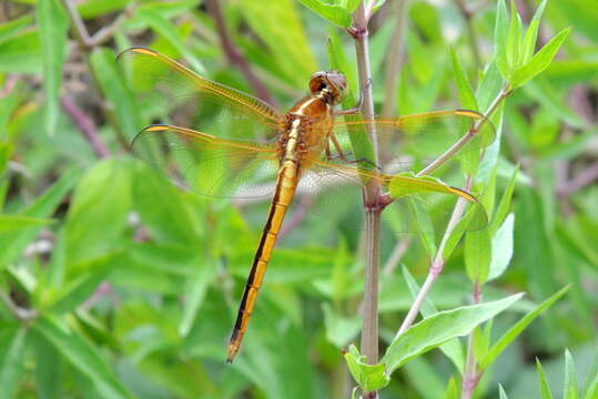 Image of Needham's Skimmer