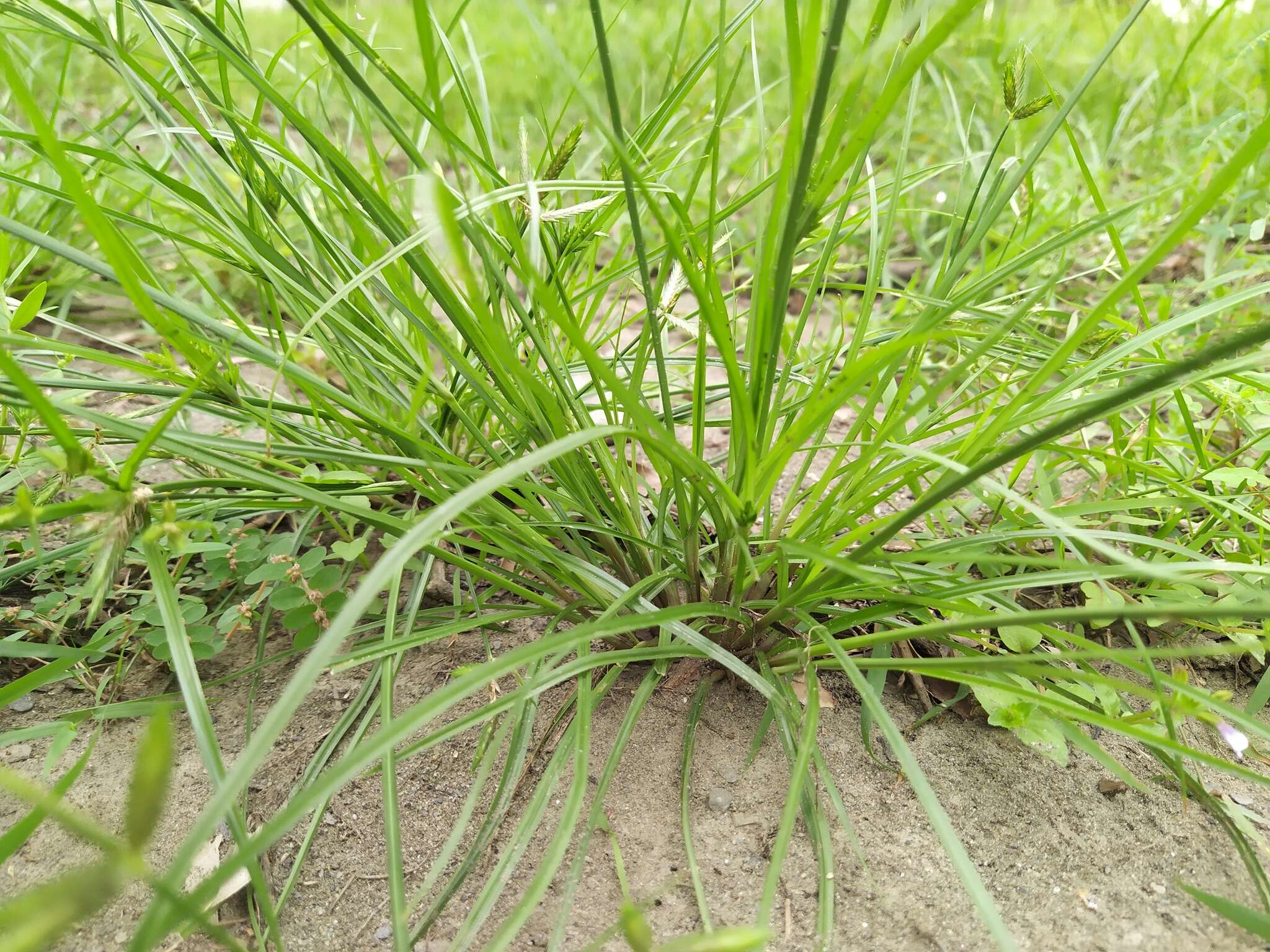 Imagem de Cyperus compressus L.