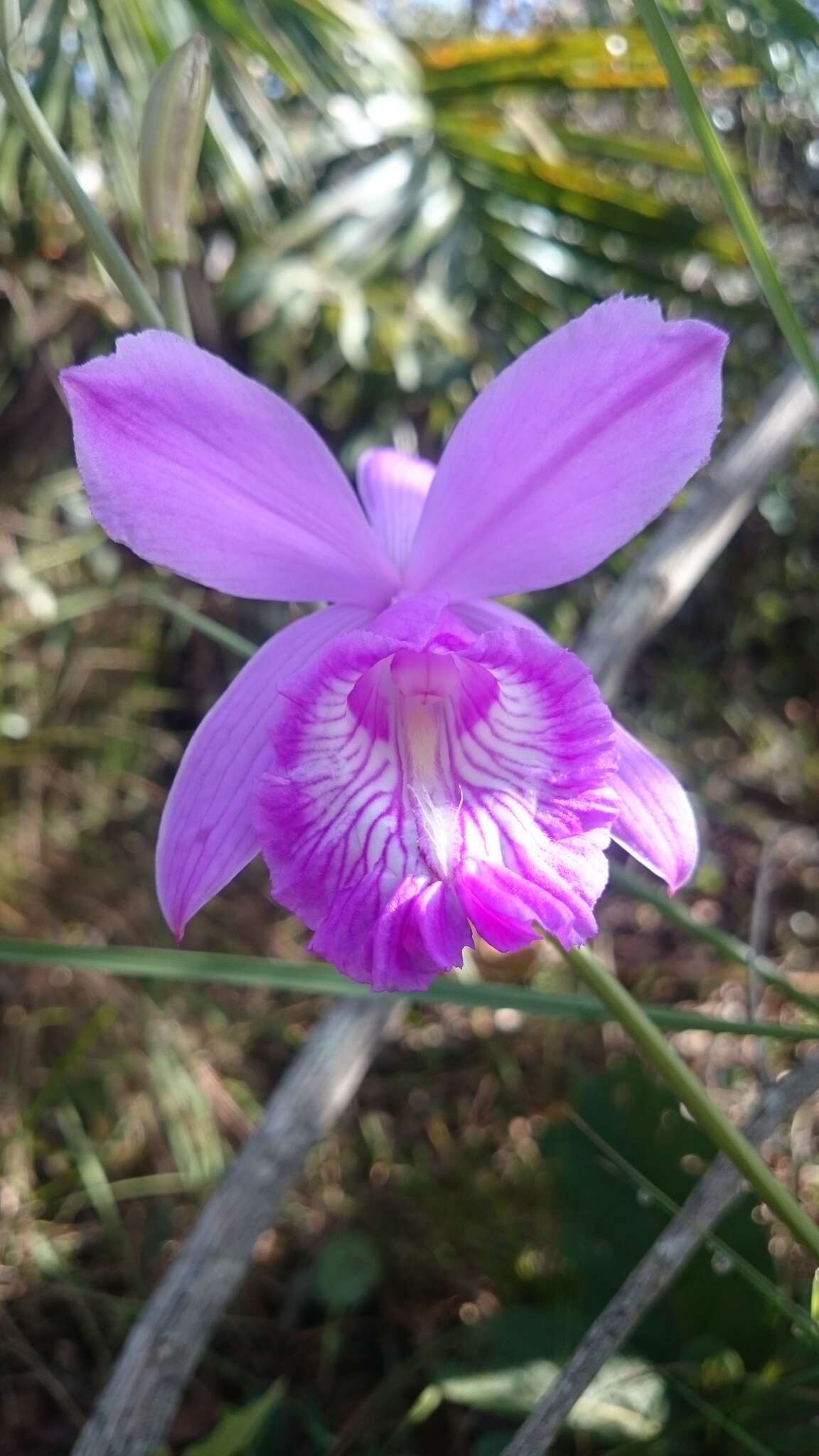 Image of Epistephium sclerophyllum Lindl.