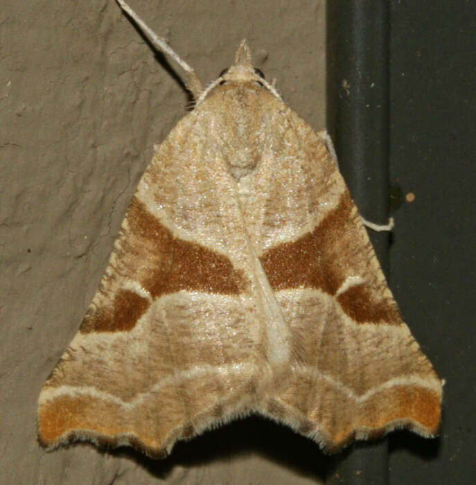 Image of Plataea blanchardaria Knudson 1986