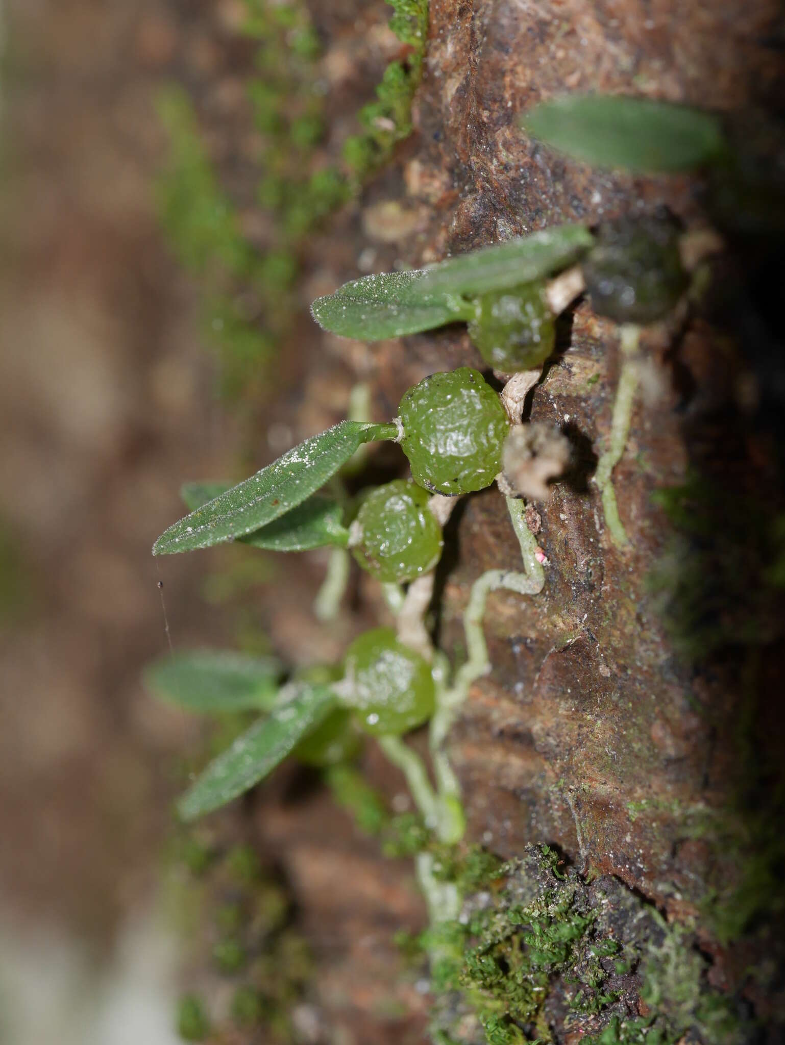 Image of Pygmy tree orchid