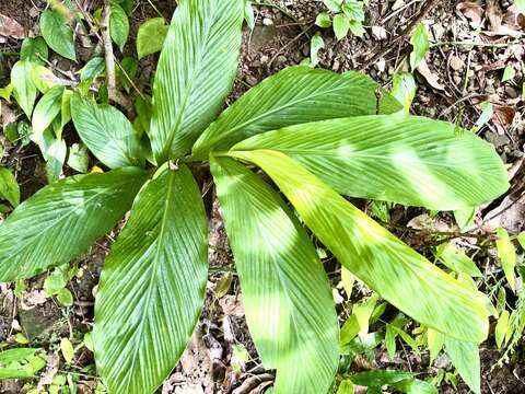 Image of Zingiber oligophyllum K. Schum.