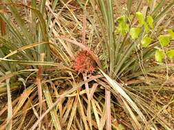 Image of Bromelia hemisphaerica Lam.