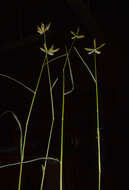 Image of Dactyloctenium scindicum Boiss.