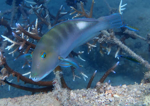 Image of Blue Tuskfish