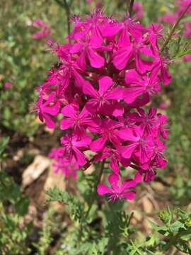 Image of Atocion armeria (L.) Fourr.