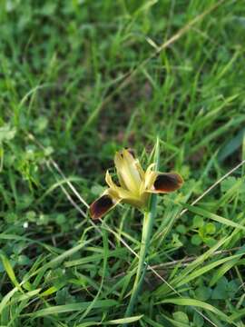 Image of Iris tuberosa L.