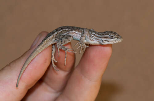 Image of Sceloporus tristichus Cope 1875