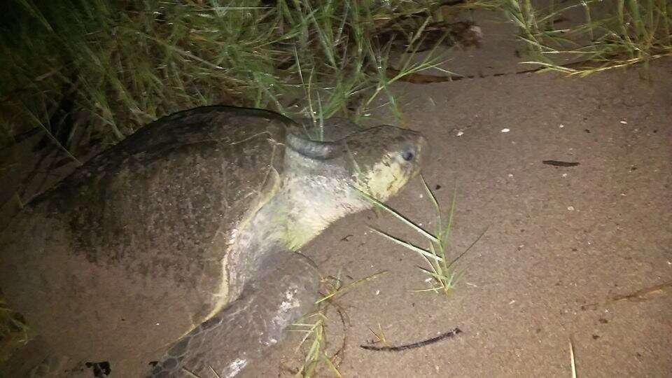 Image of Ridley sea turtles